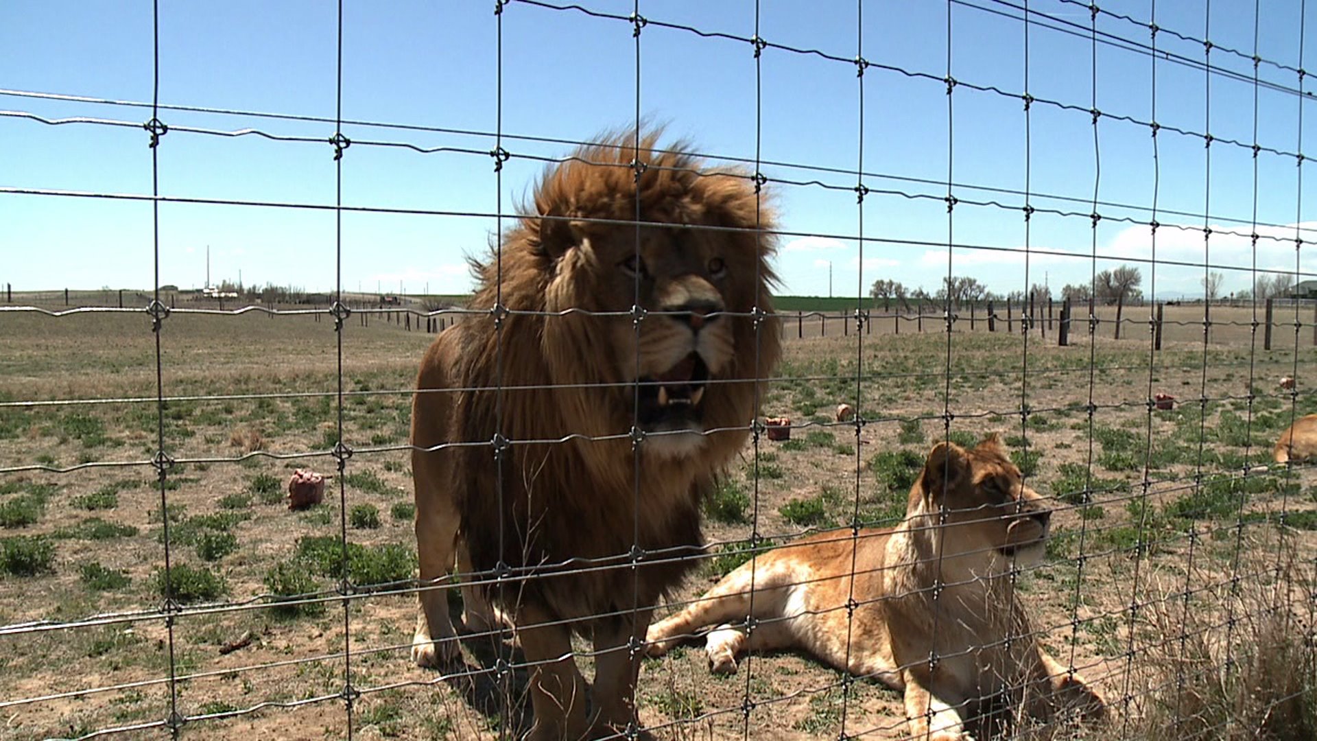 Wild Animal Sanctuary, Keenesburg, Colo