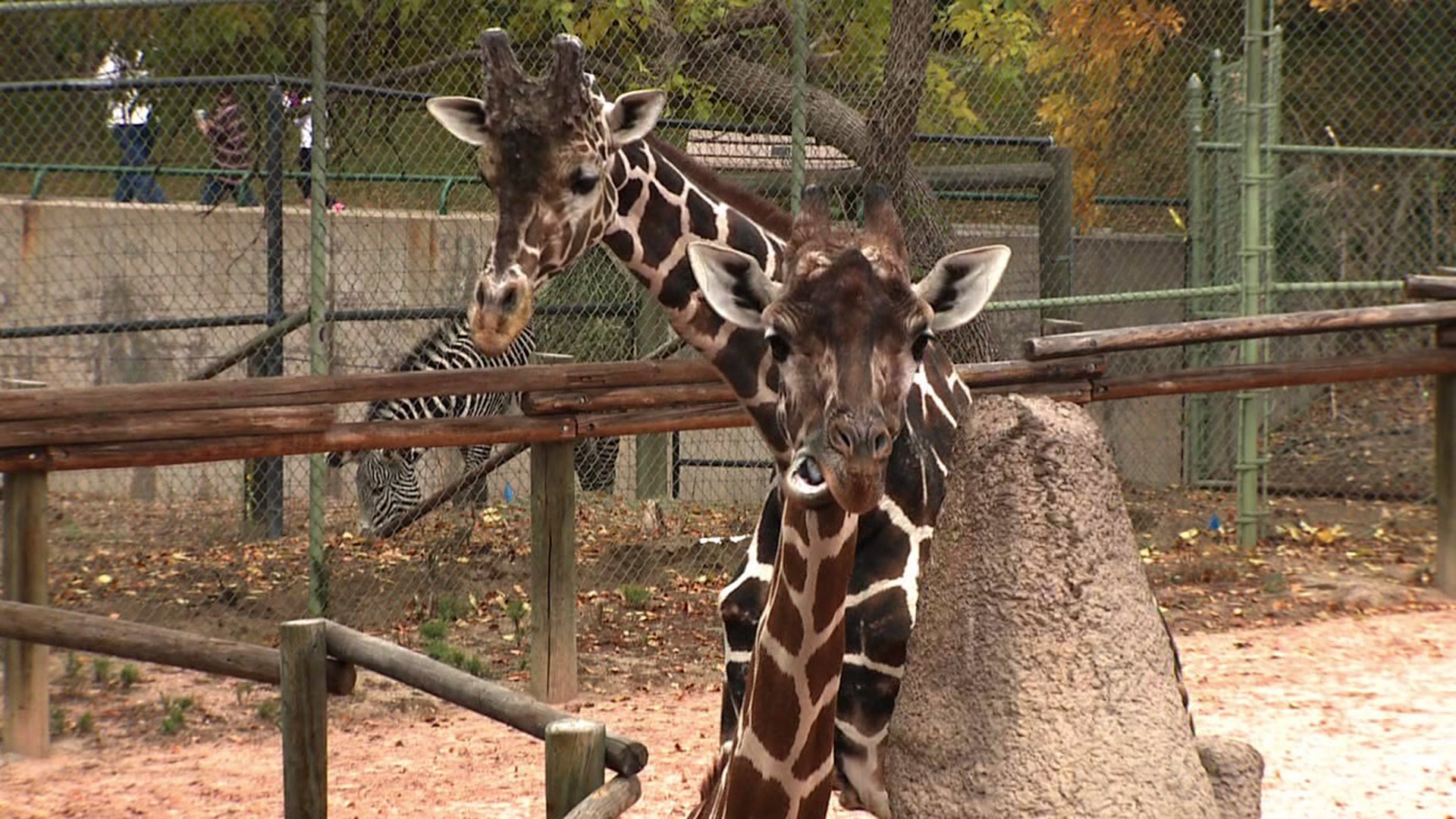 Griaffes at the Denver Zoo