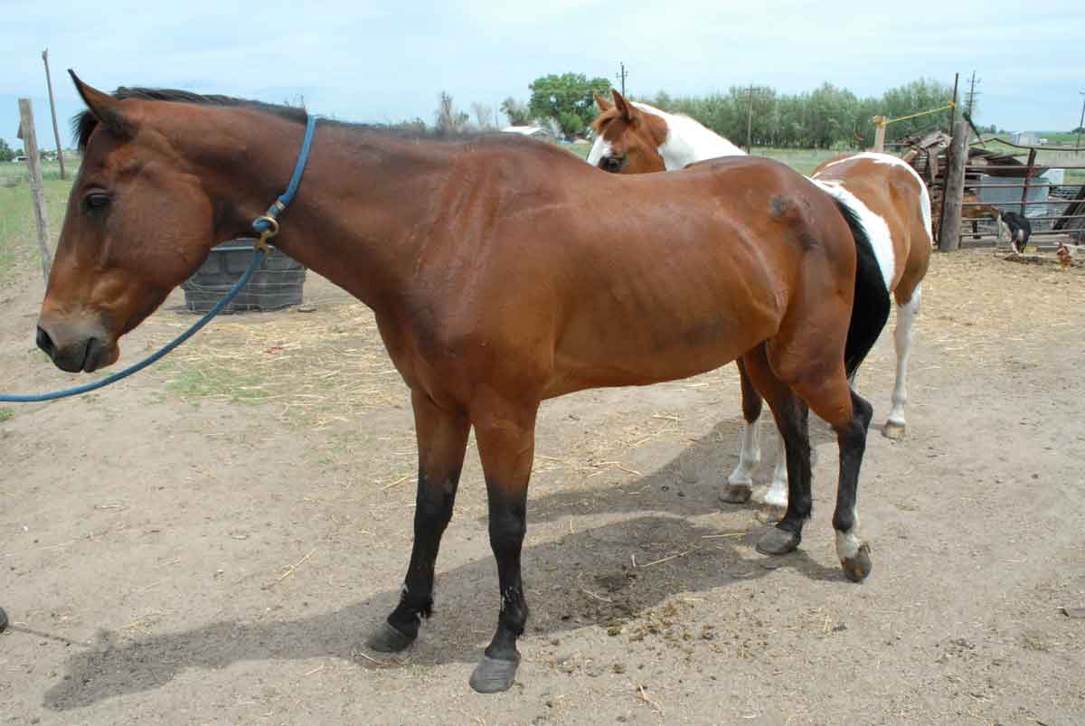 Horse recovering after being tangled in flipped over trailer. Photo credit: Weld County Sheriff's Office