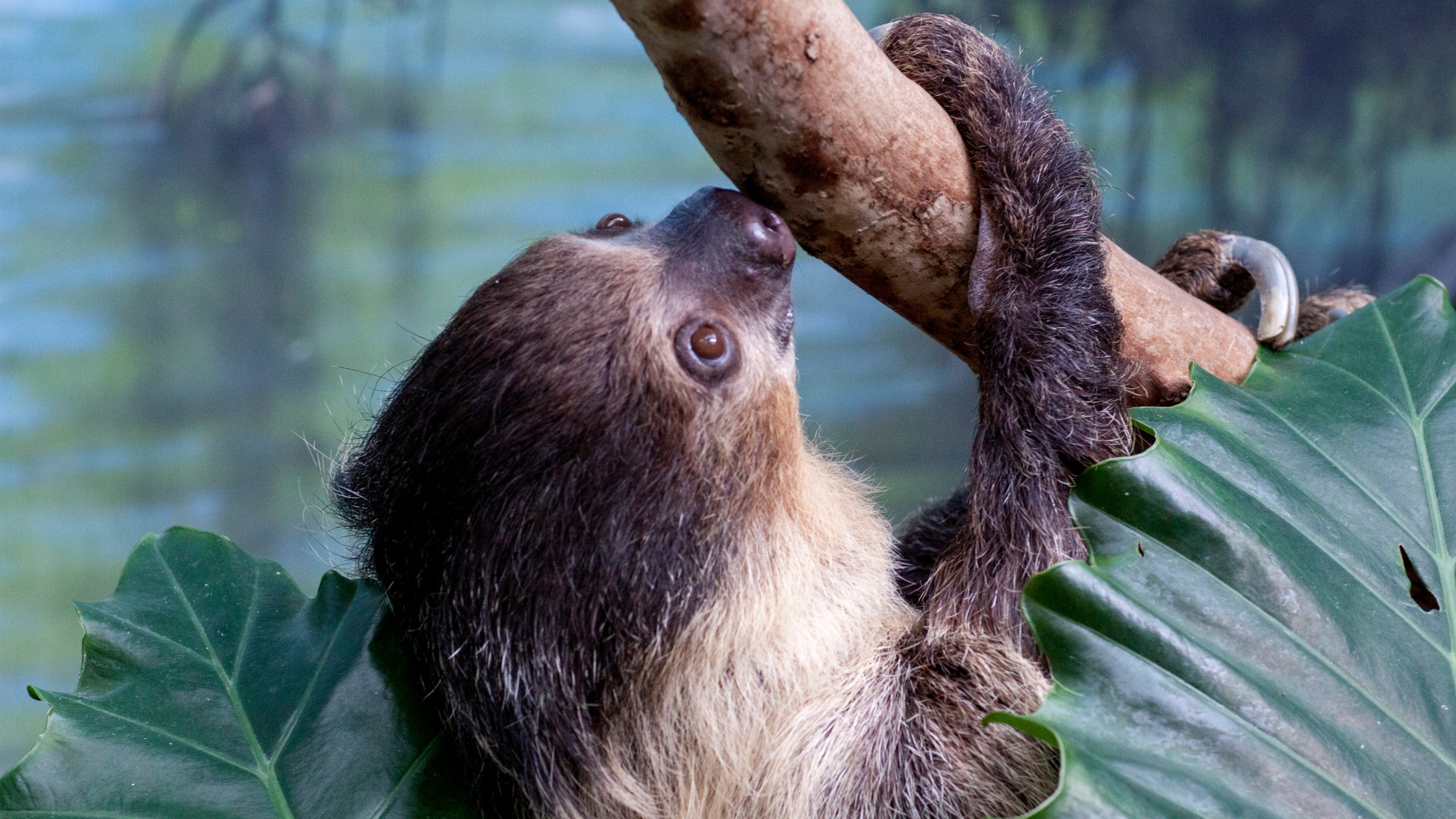 (Photo: Denver Zoo)