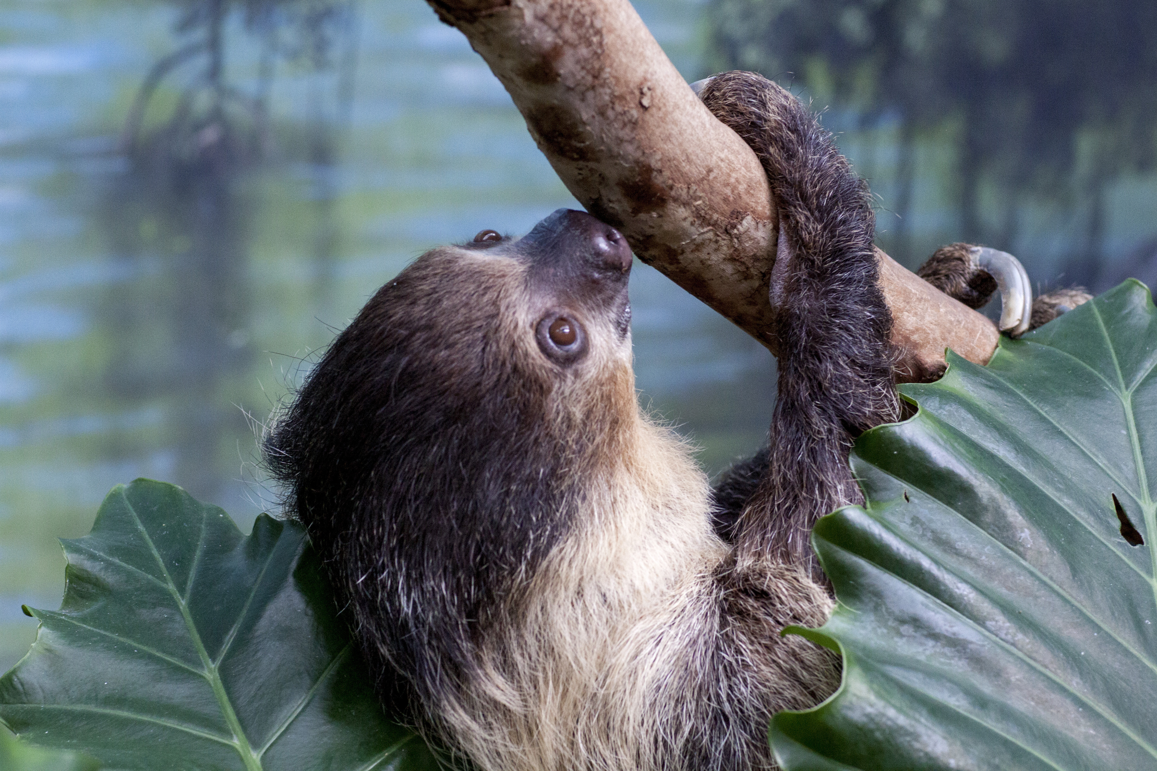 (Photo: Denver Zoo)