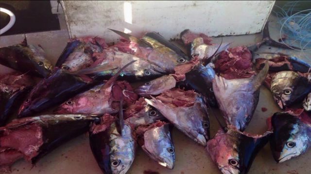 Outer Banks fishermen reeling in half-eaten fish. (Photo: WTKR)