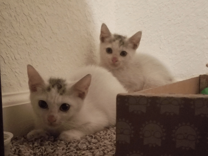 Two kittens were captured after being trapped in a U-Haul storage unit in Thornton, and they appear to be unharmed. (Mandy Swartz)