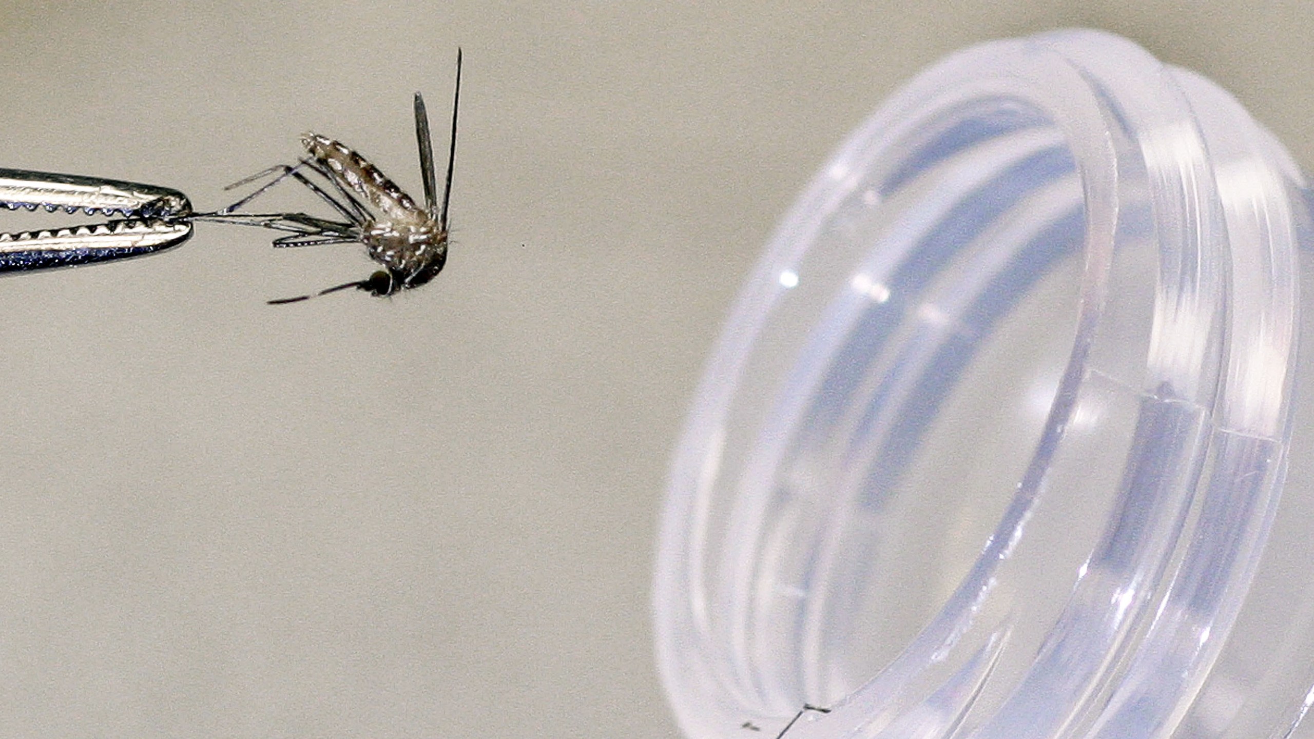 A culex tarsalis female mosquito that was caught in a trap will be tested for the presence of the West Nile Virus.