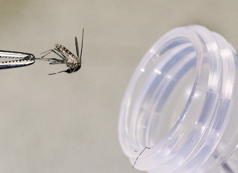 A culex tarsalis female mosquito that was caught in a trap will be tested for the presence of the West Nile Virus.