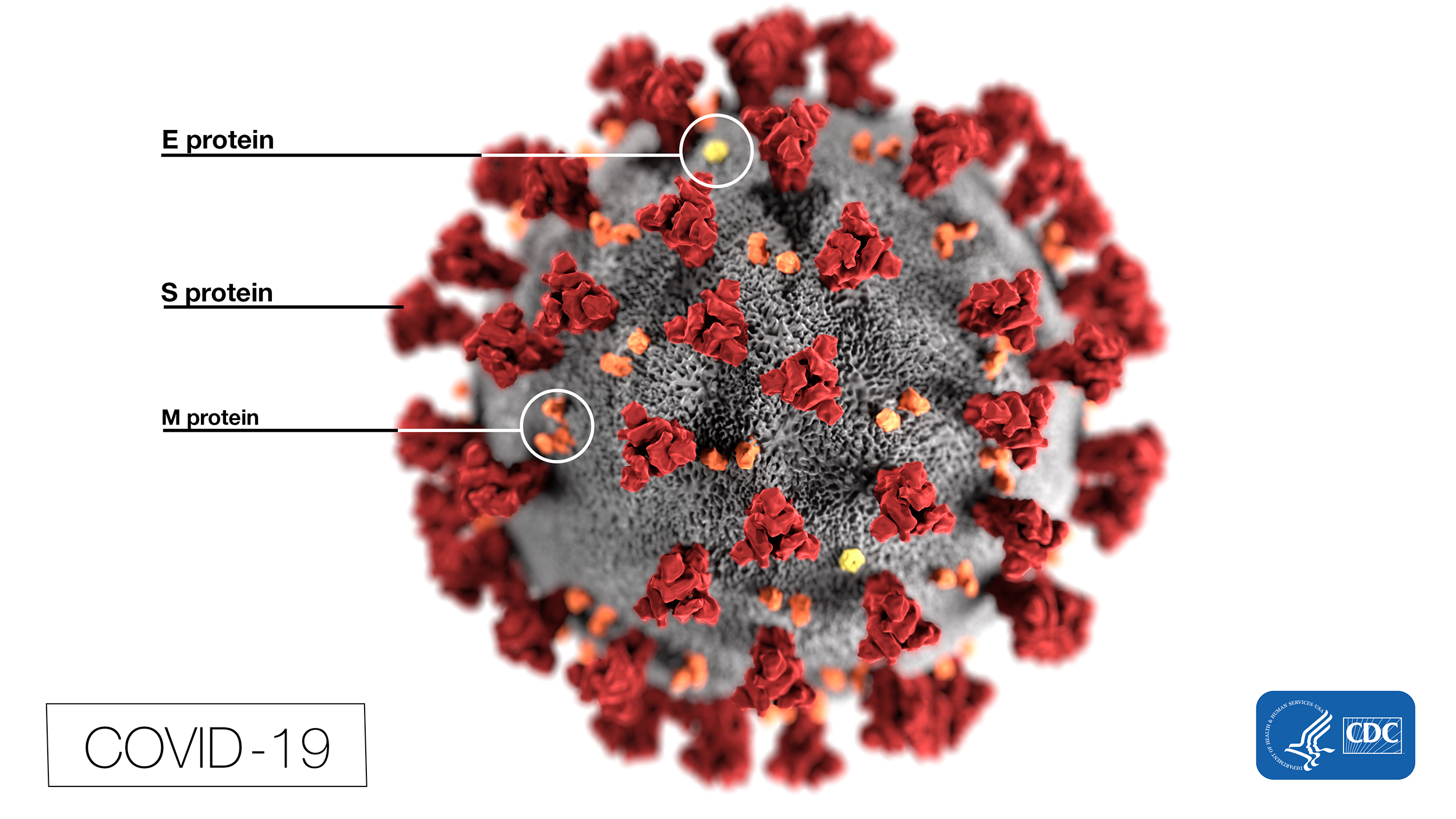 Novel coronavirus illustratio