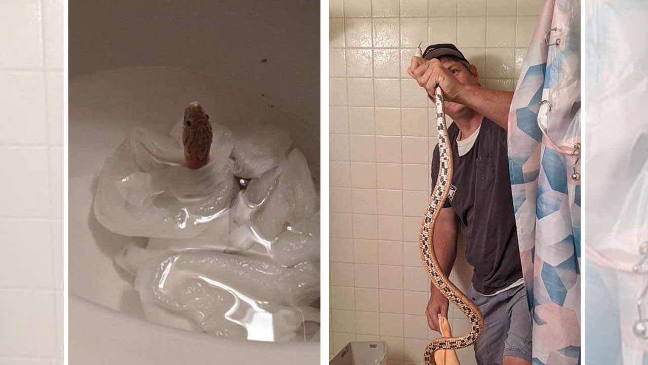 Miranda Stewart discovered a snake in her toilet