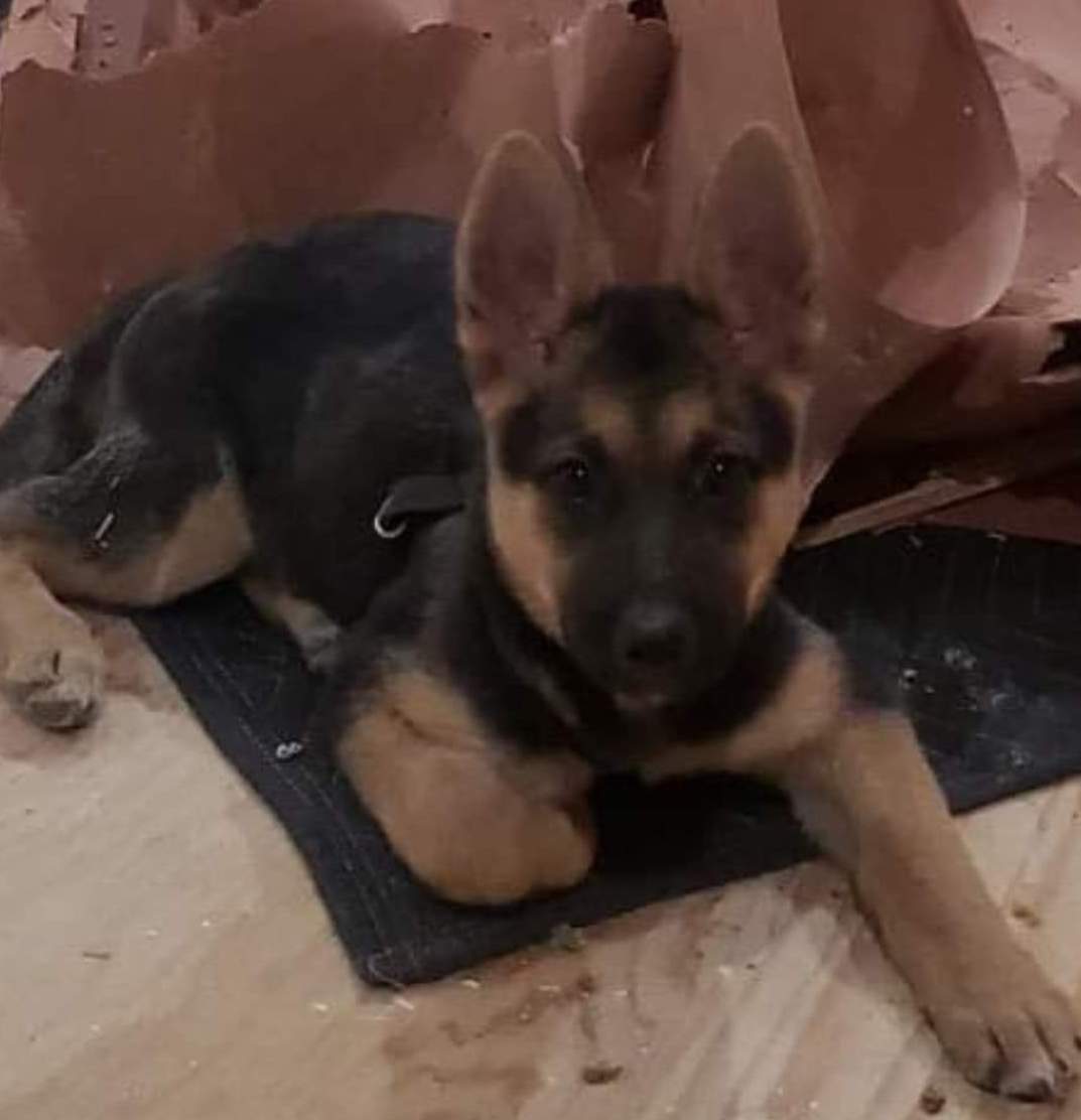 Stolen German shepherd