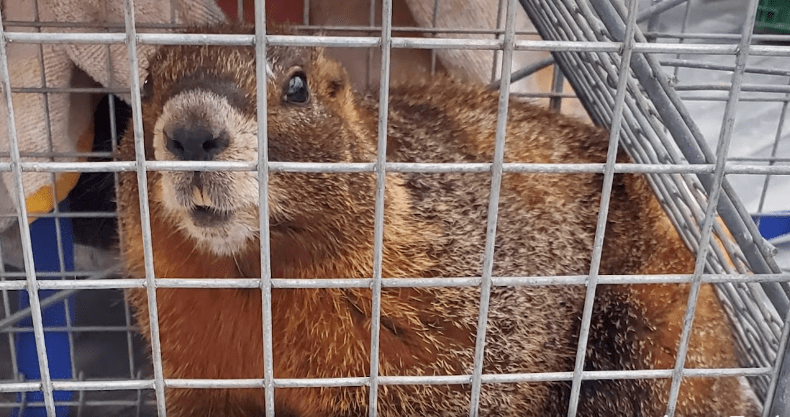 A marmot in a cage