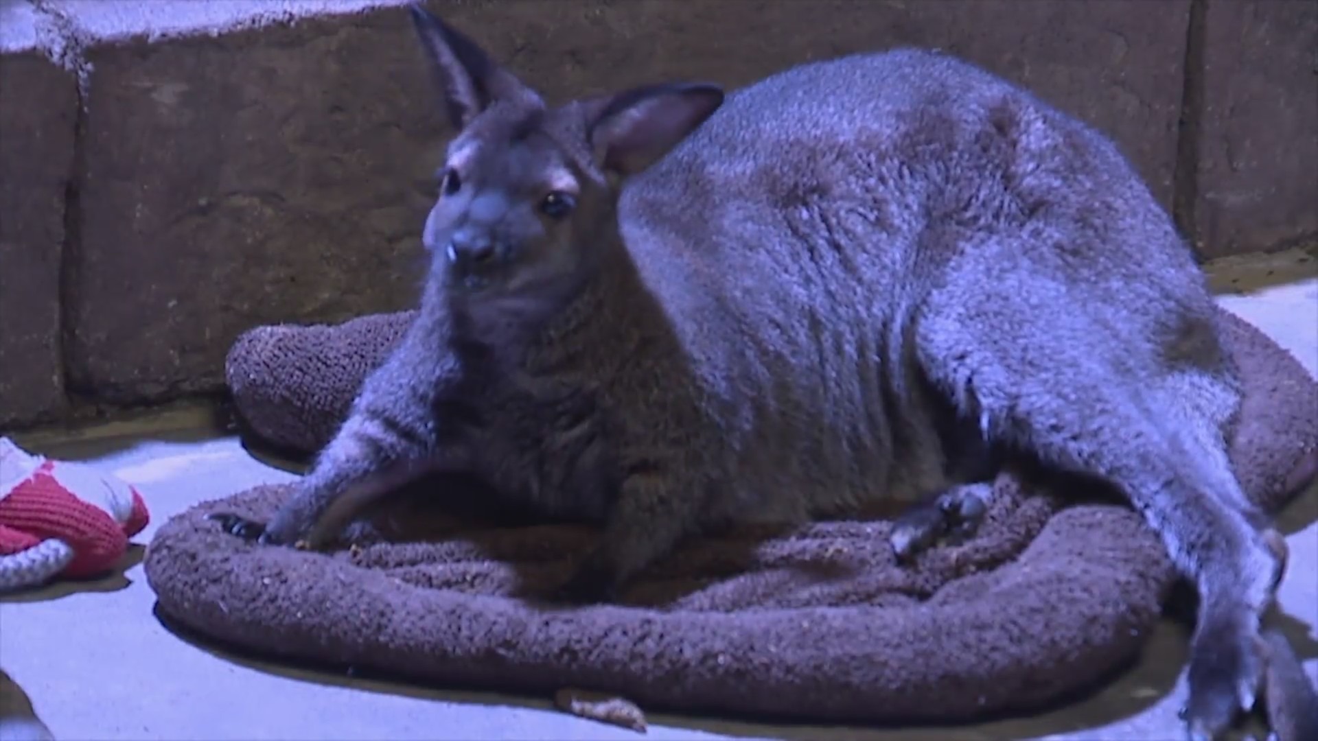 A wallaby lying on padding under artificial light