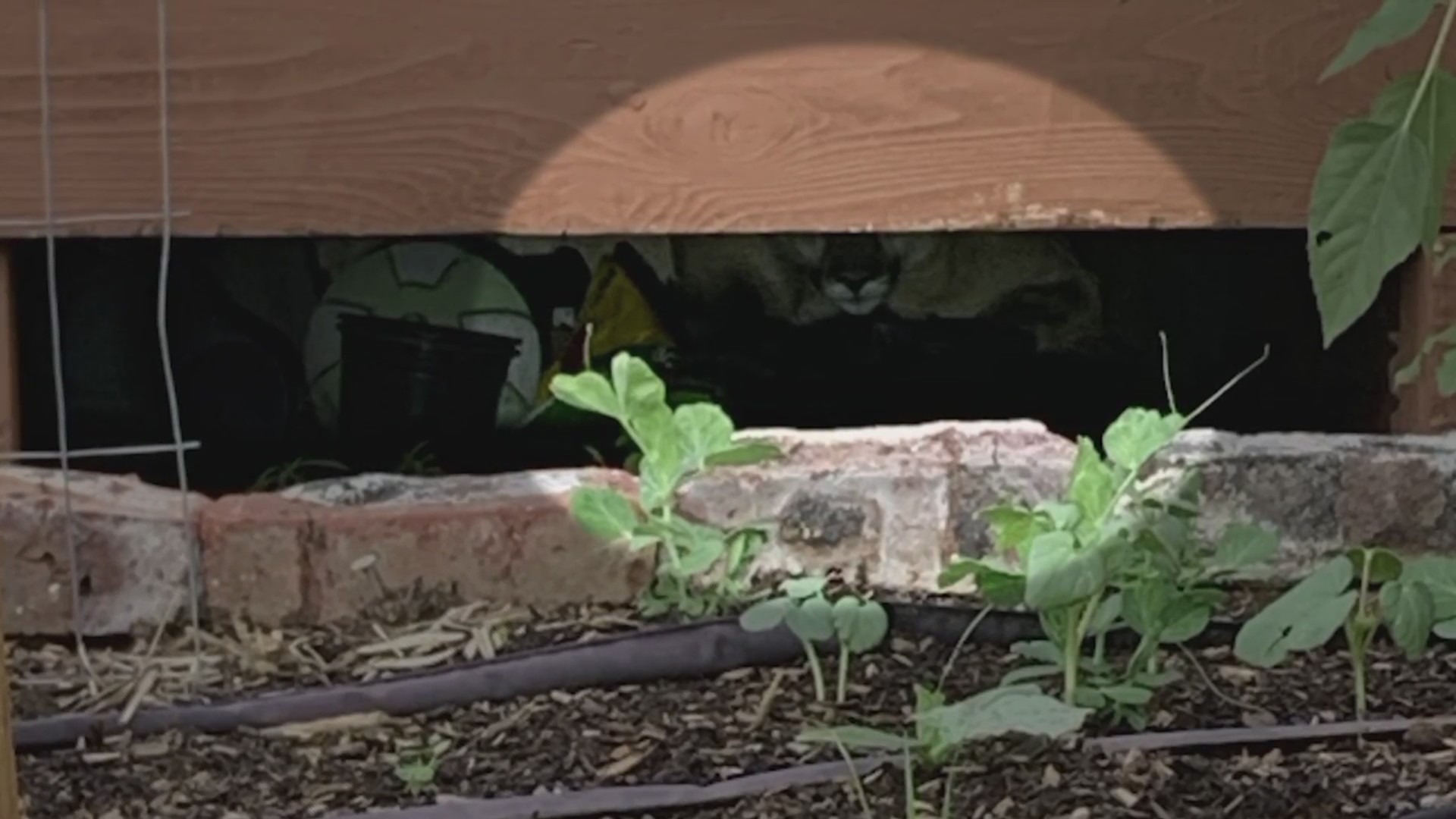 A mountain lions face visible in the shadows beneath a backyard deck