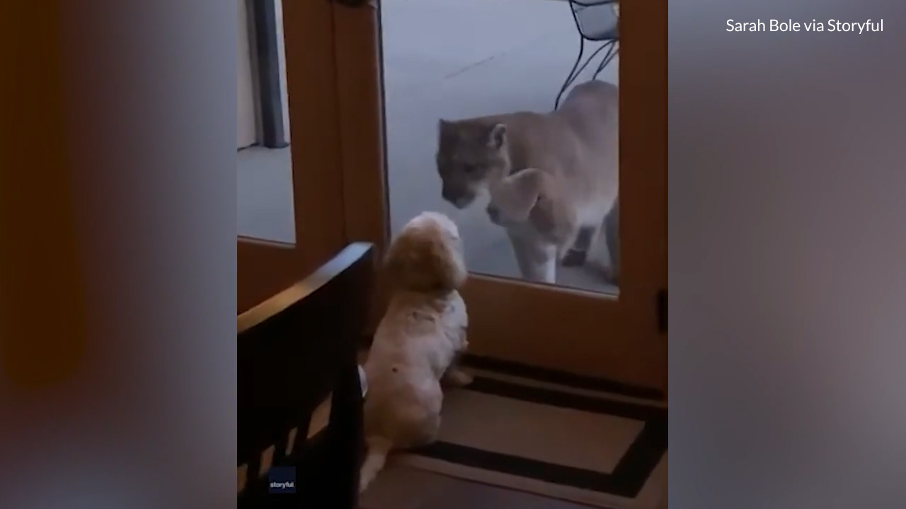 A fearless little dog was not shaken when a mountain lion pawed at the glass door of a home in Grand Lake, Colorado on Dec. 2, 2021.