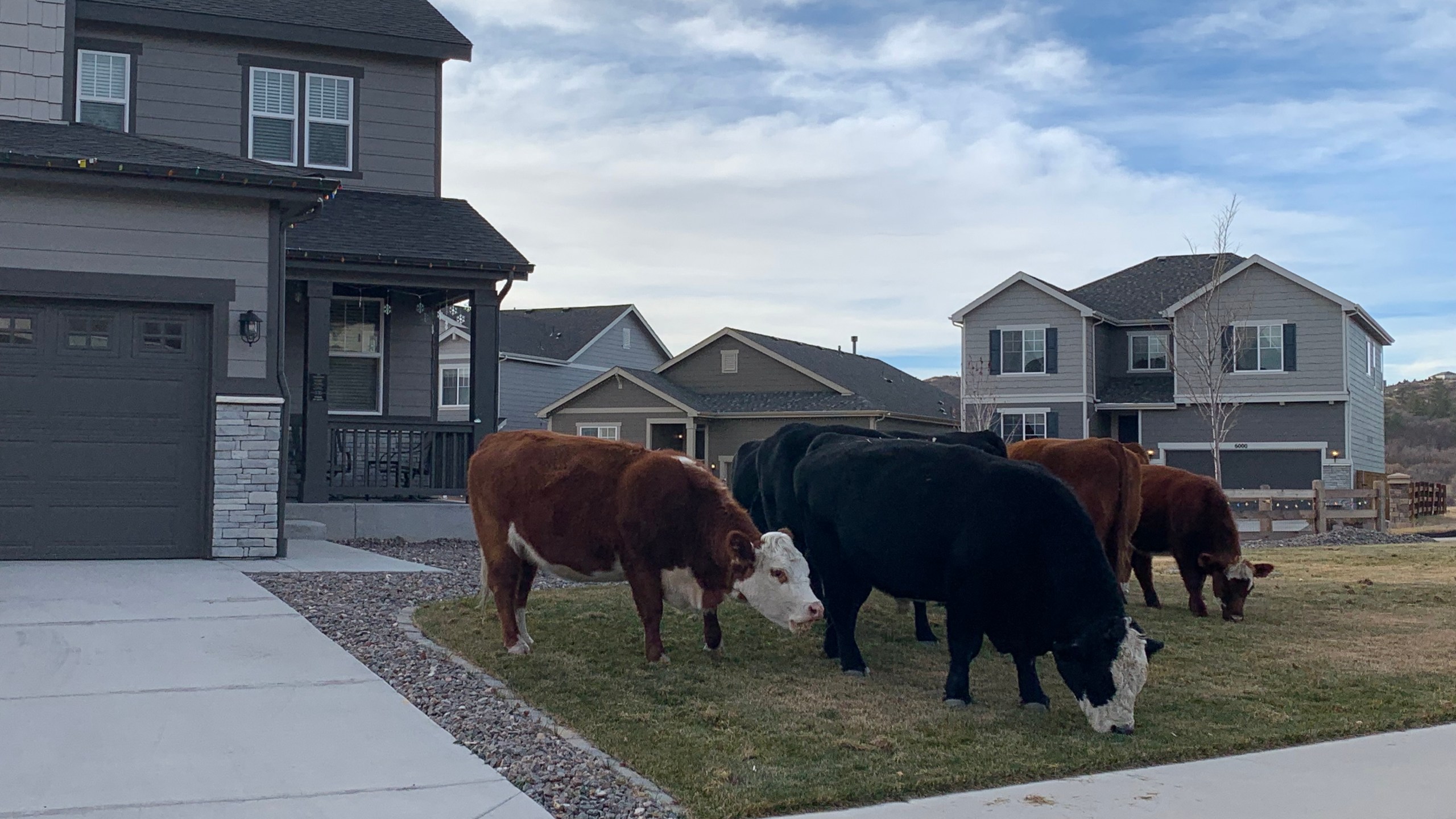 Cows in Castle Rock