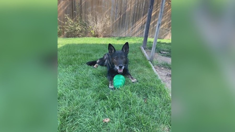 Jefferson County Sheriff K-9 Geist in a yard of green grass with a toy