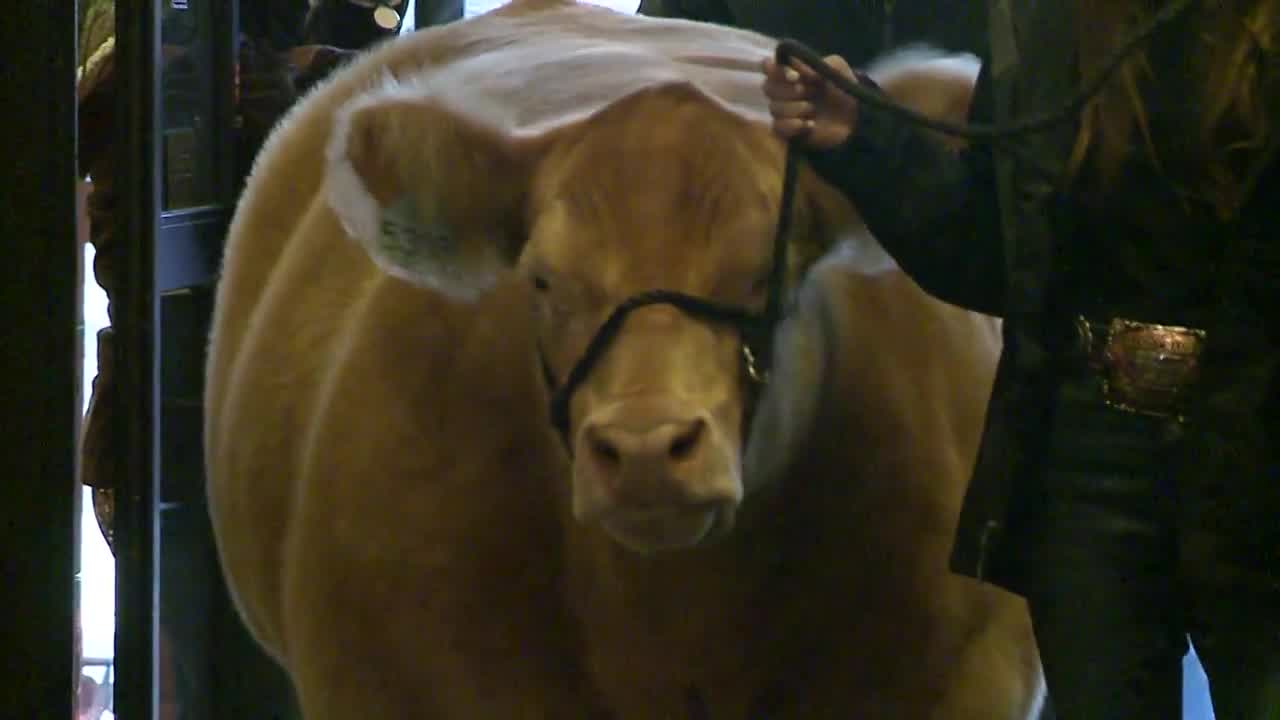 National Western Stock Show grand champion steer at Brown Palace