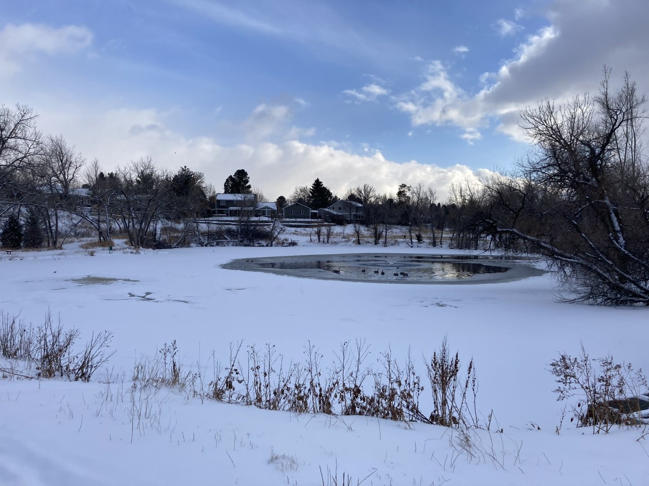 Good Samaritan rescues dog, owner from icy pond