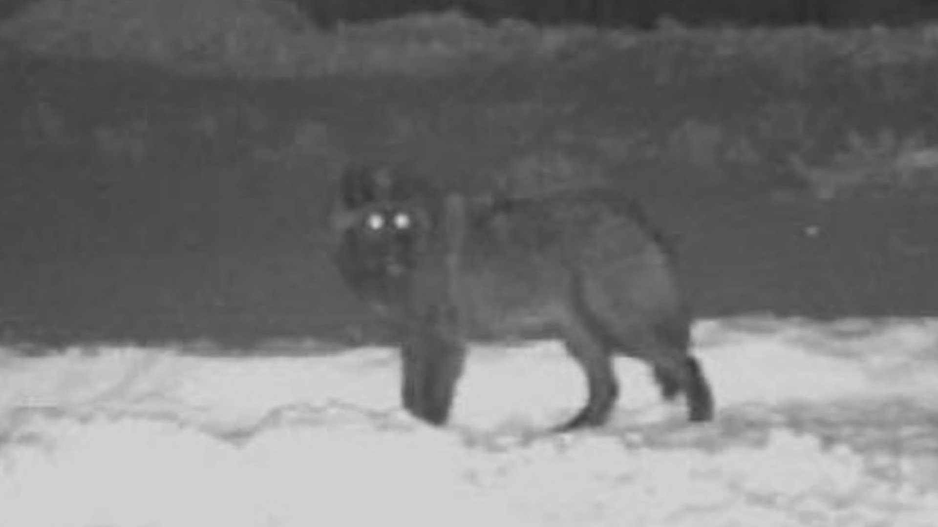 Night vision image of a wolf outdoors