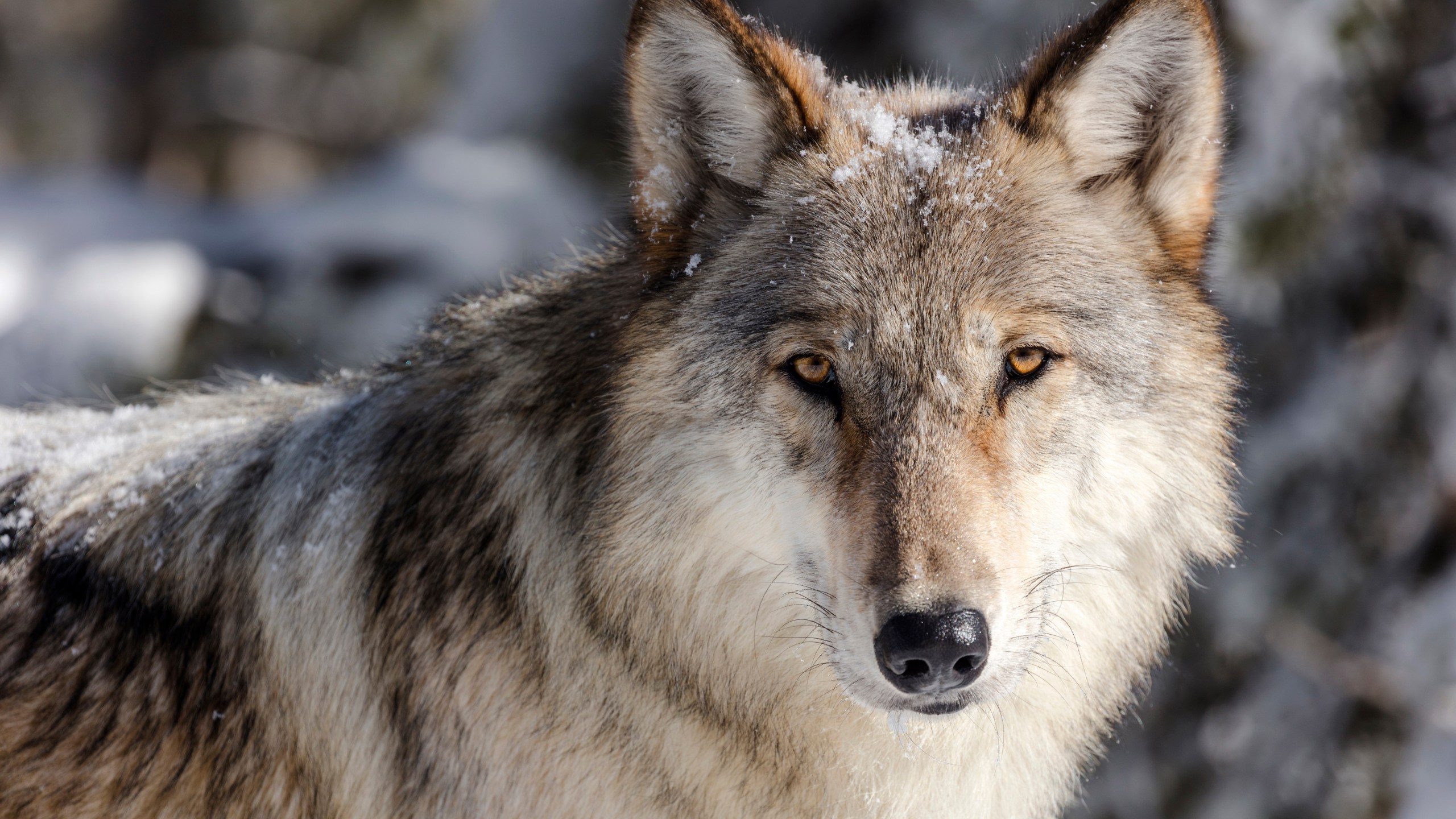 A gray wolf