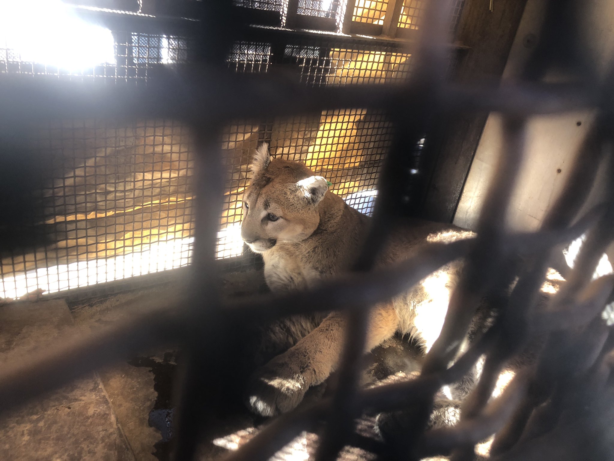 Mountain lion under deck of Boulder house