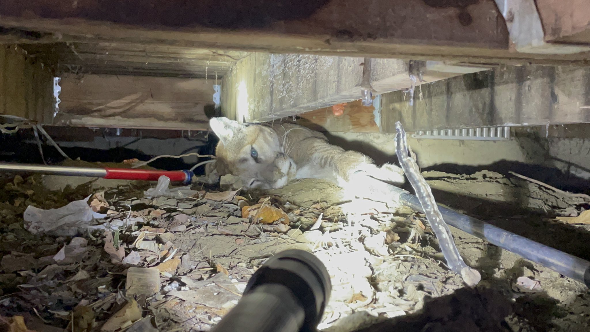 Mountain lion underneath deck of Boulder home