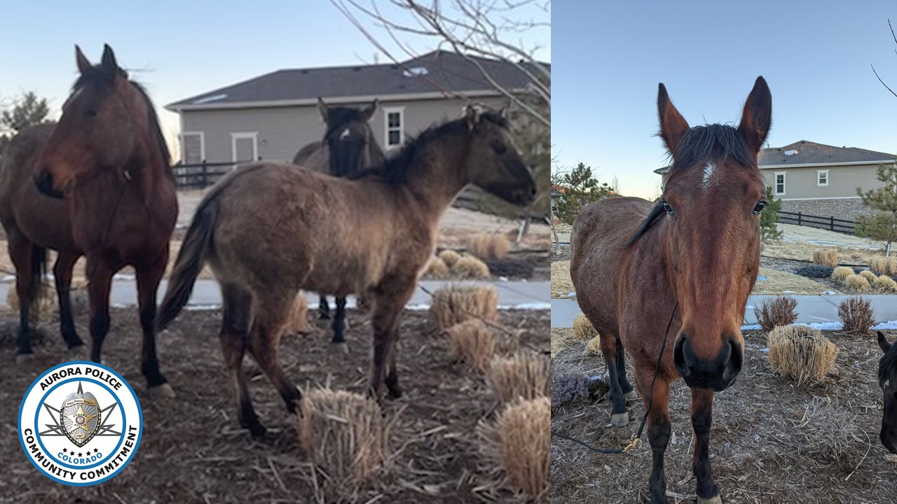 3 loose horses in southeast Aurora