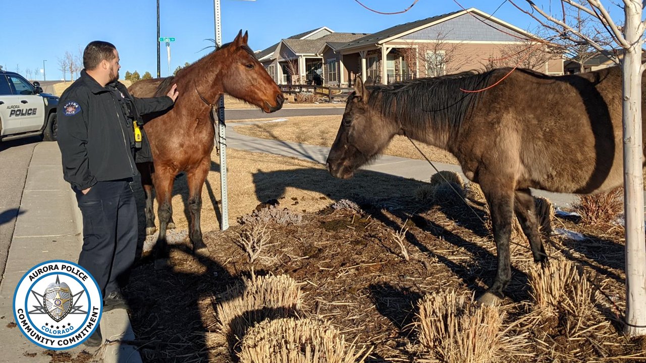 Aurora officers capture 3 loose horses