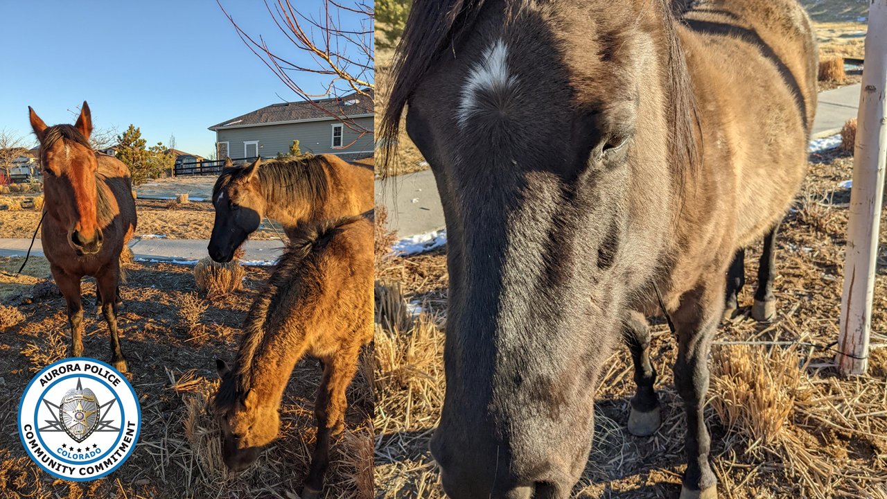 Loose horses in Aurora