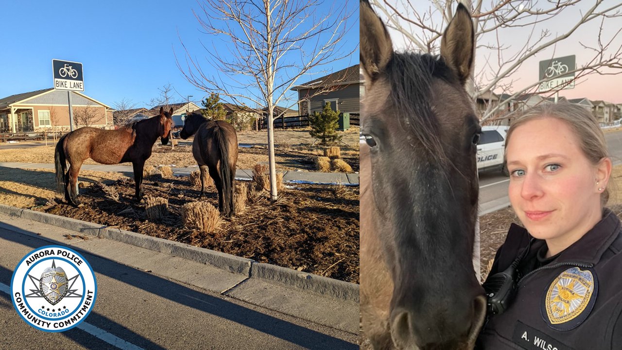 3 loose horses in Aurora