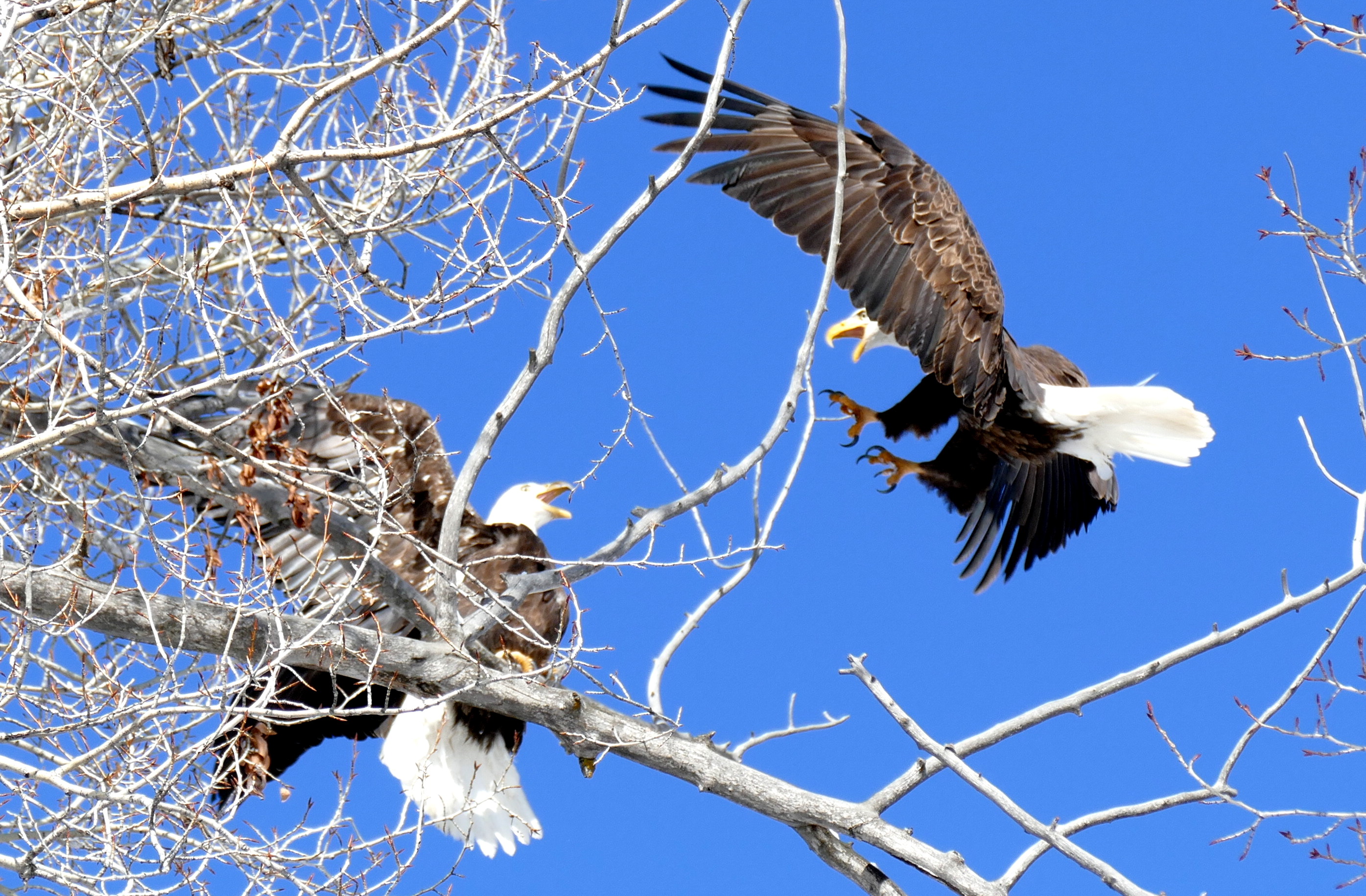 Eagle fight on Core Trail in Steamboat Springs