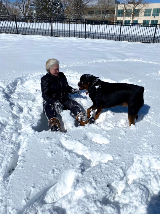 Rottweiler enjoying the snow with owner in Thornton