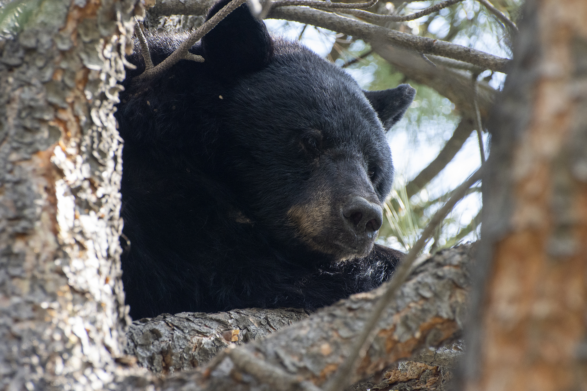 A black bear sitting in a tree on Sept. 29, 2021 in a Littleton neighborhood just north of the S. Platte Canyon Rd. exit off of C-470