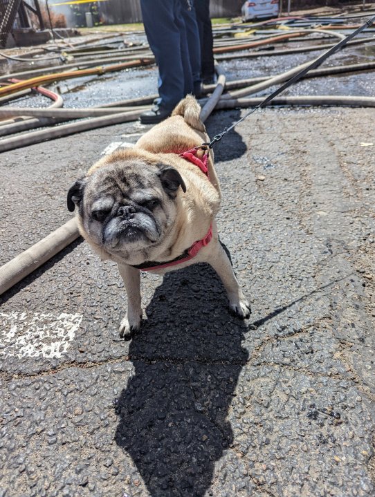 Dog rescued from southeast Denver townhome fire