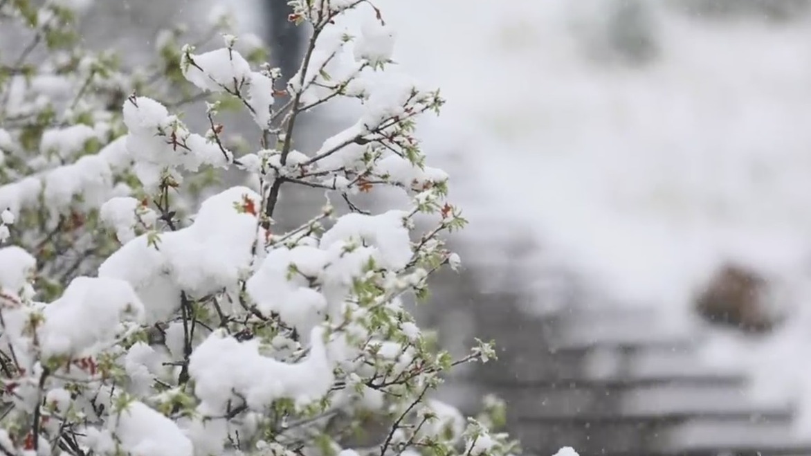 Snow on greenery