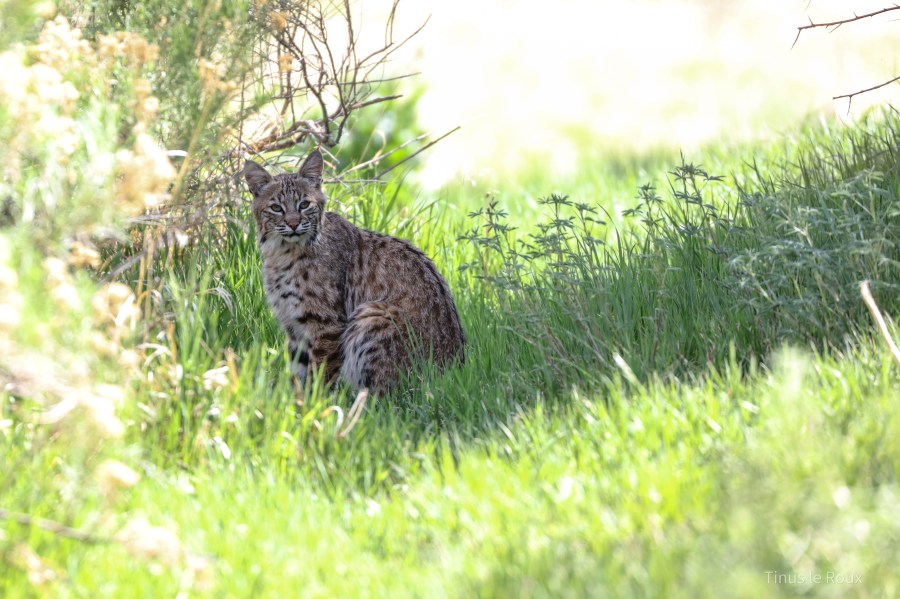 Bobcat in Centennial backyard 1