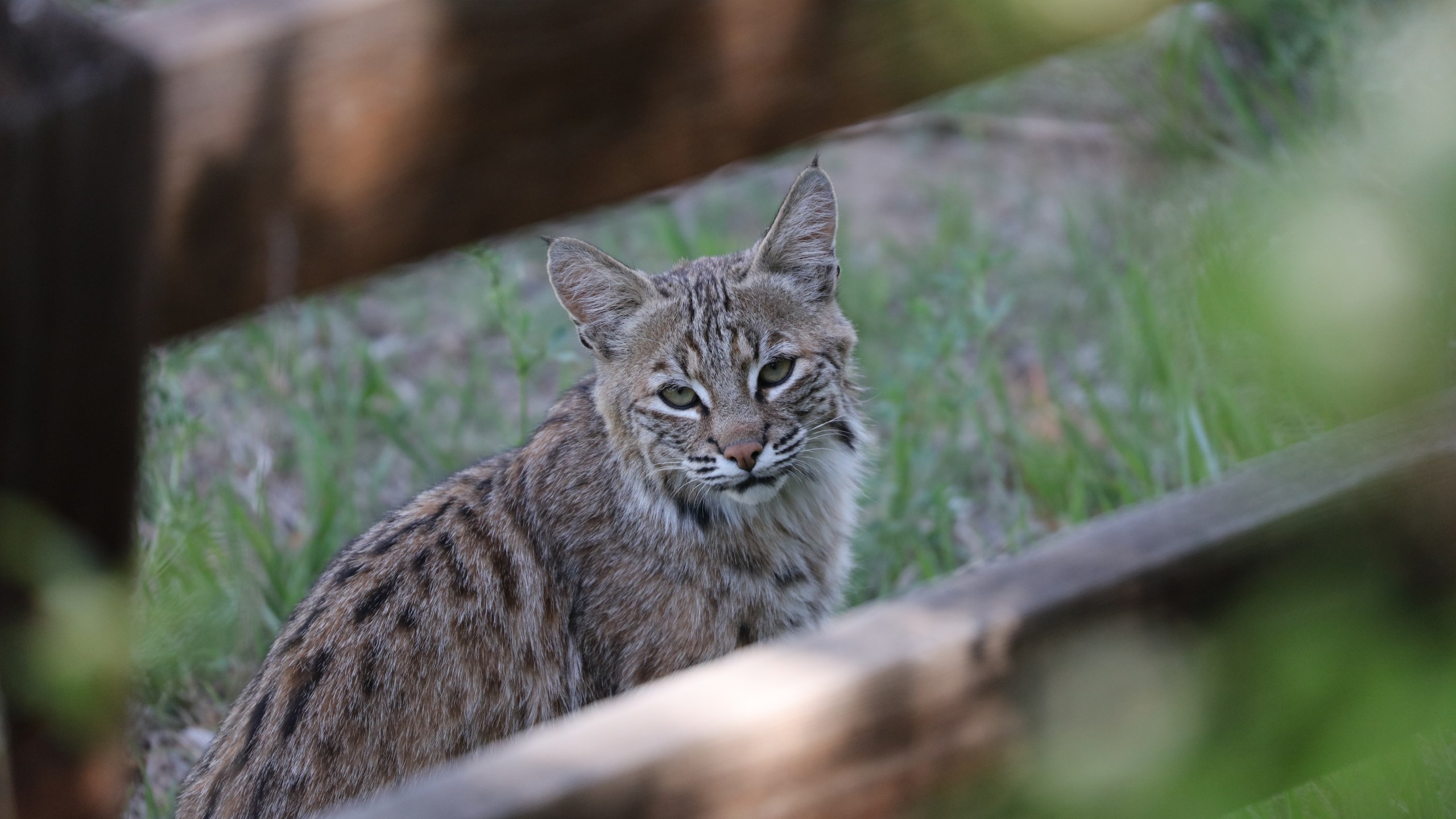 Bobcat in Centennial backyard