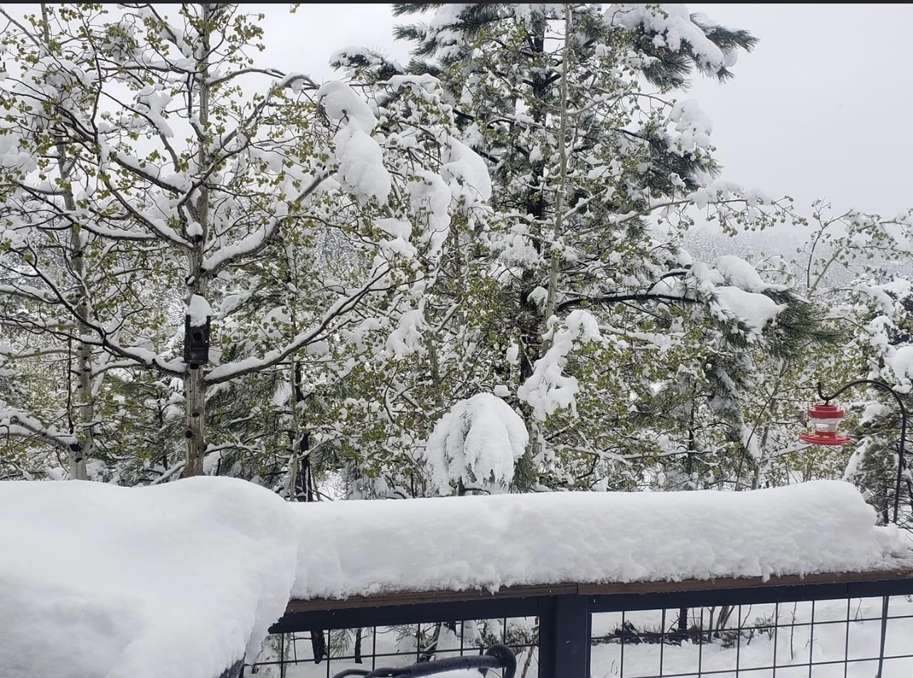 Snow accumulated on trees and yard features