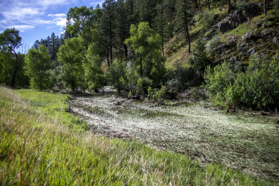 Post Cameron Peak burn scar flash flood