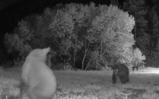 Two bear cubs caught on game camera in Jefferson County