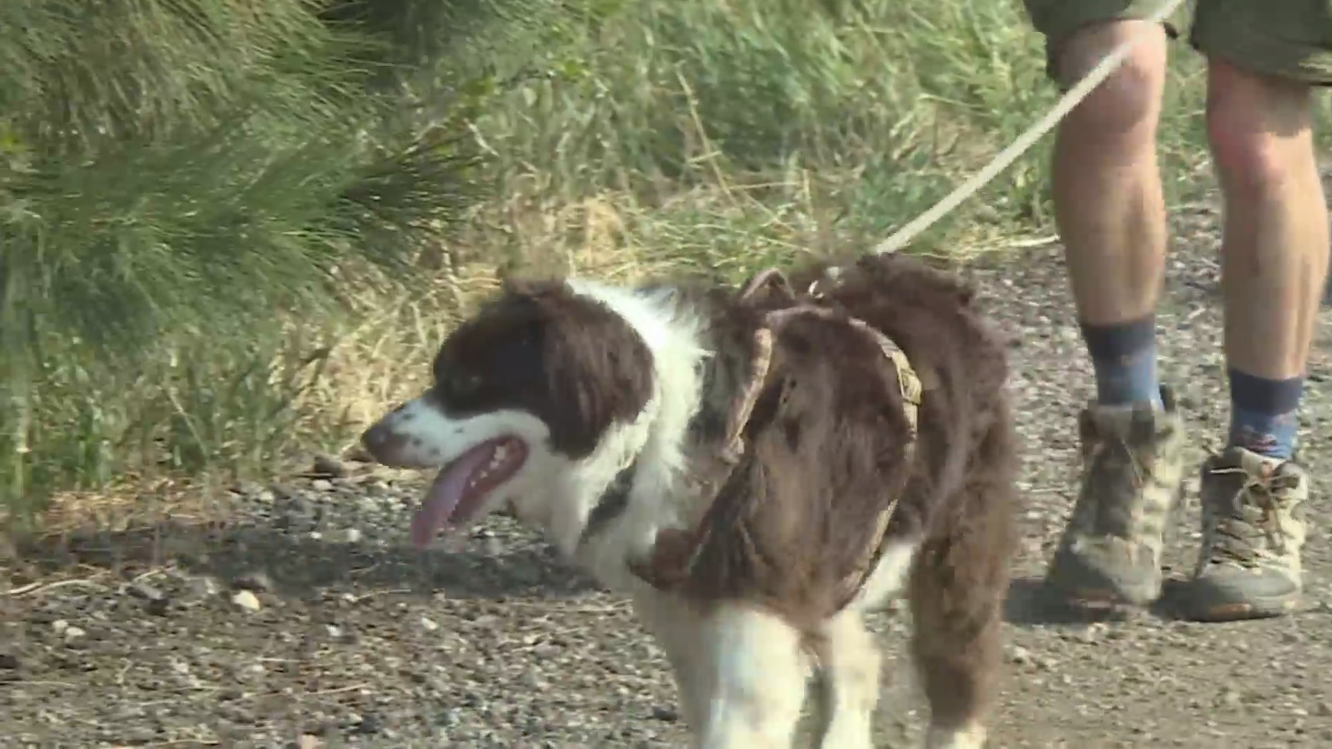 Leashed dog walks on trail with dog walker in background