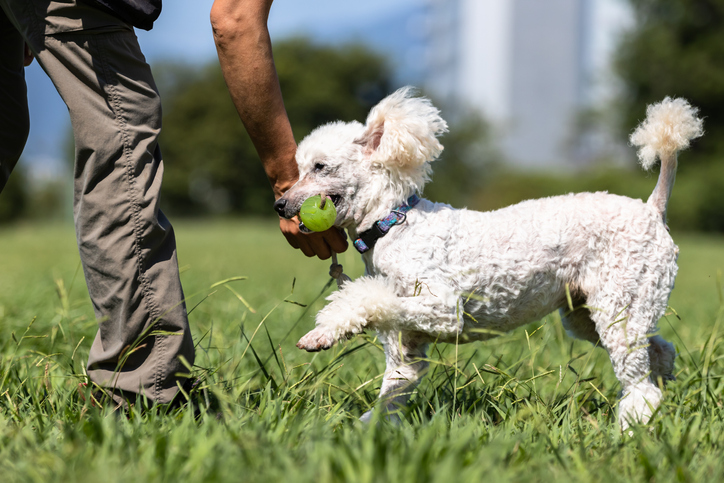 Dog playing with its owner in the park