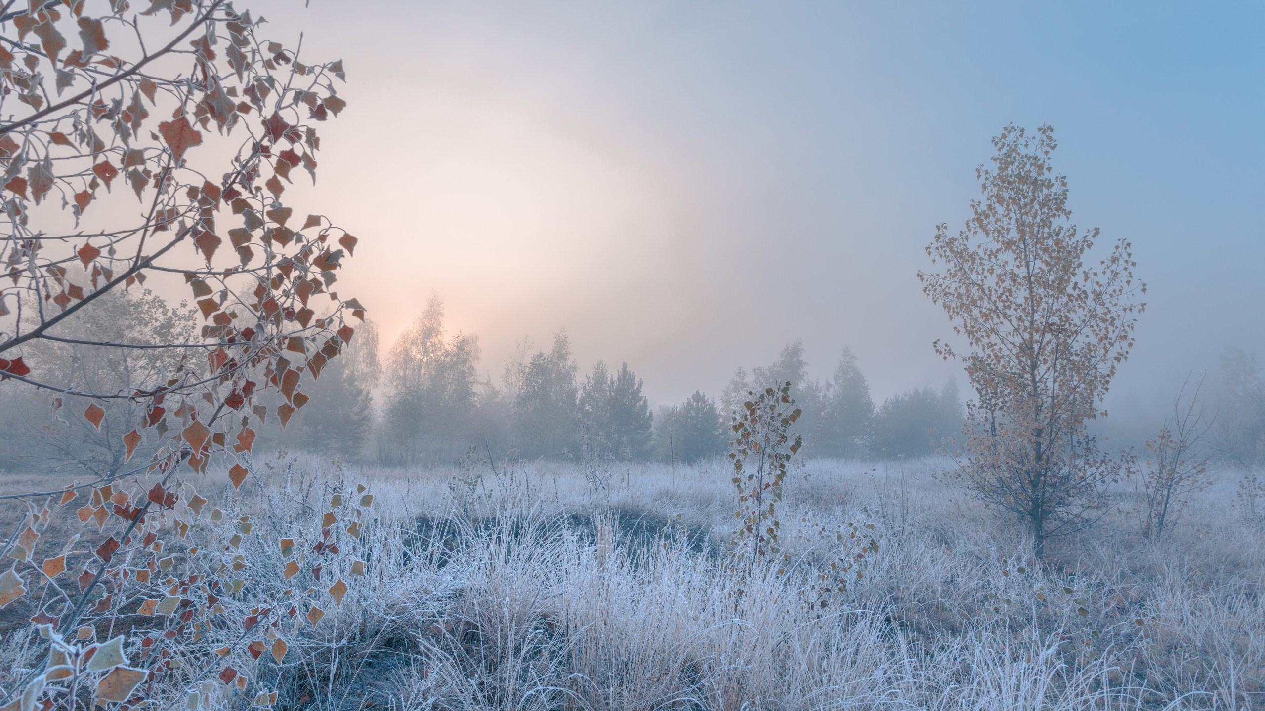 Morning frost on grass