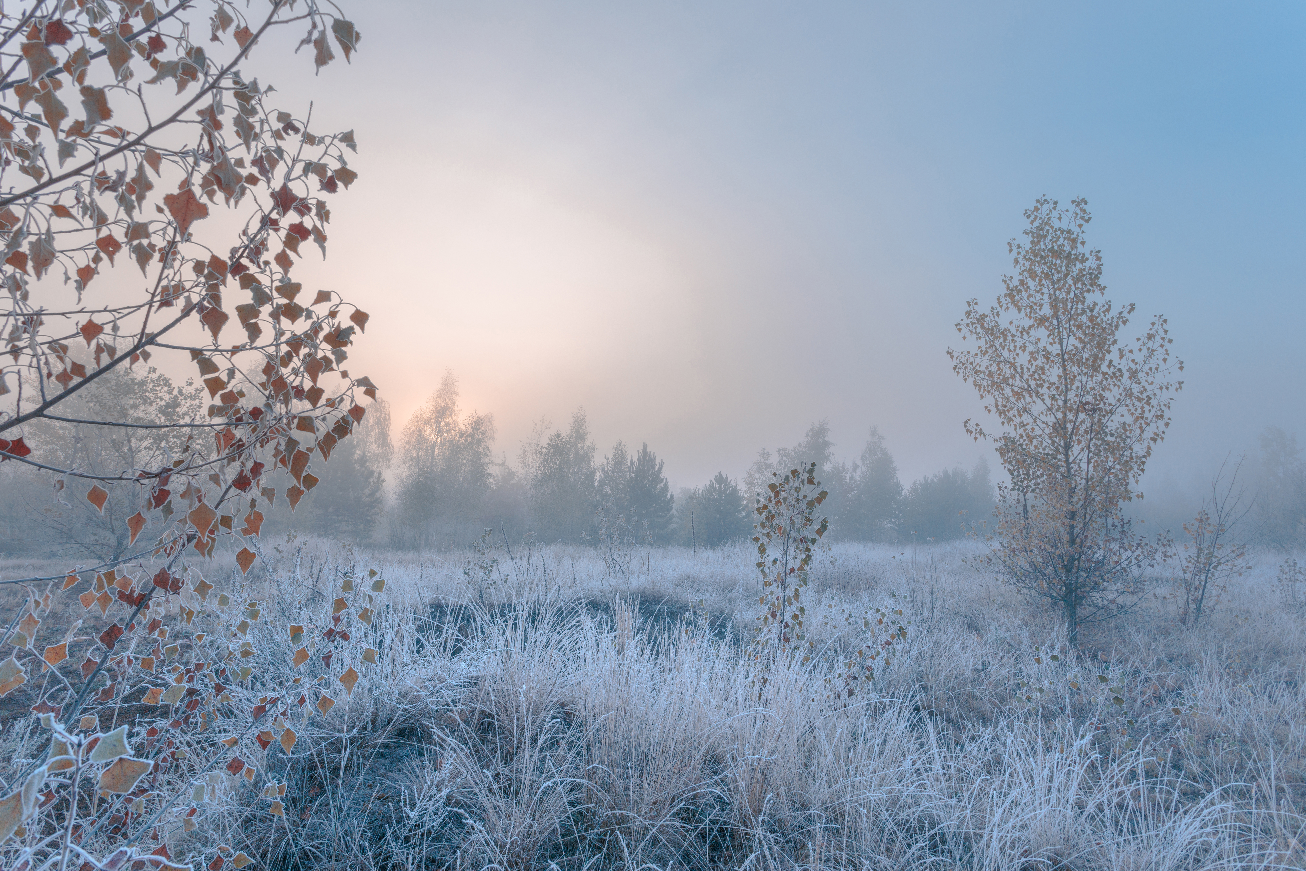 Morning frost on grass