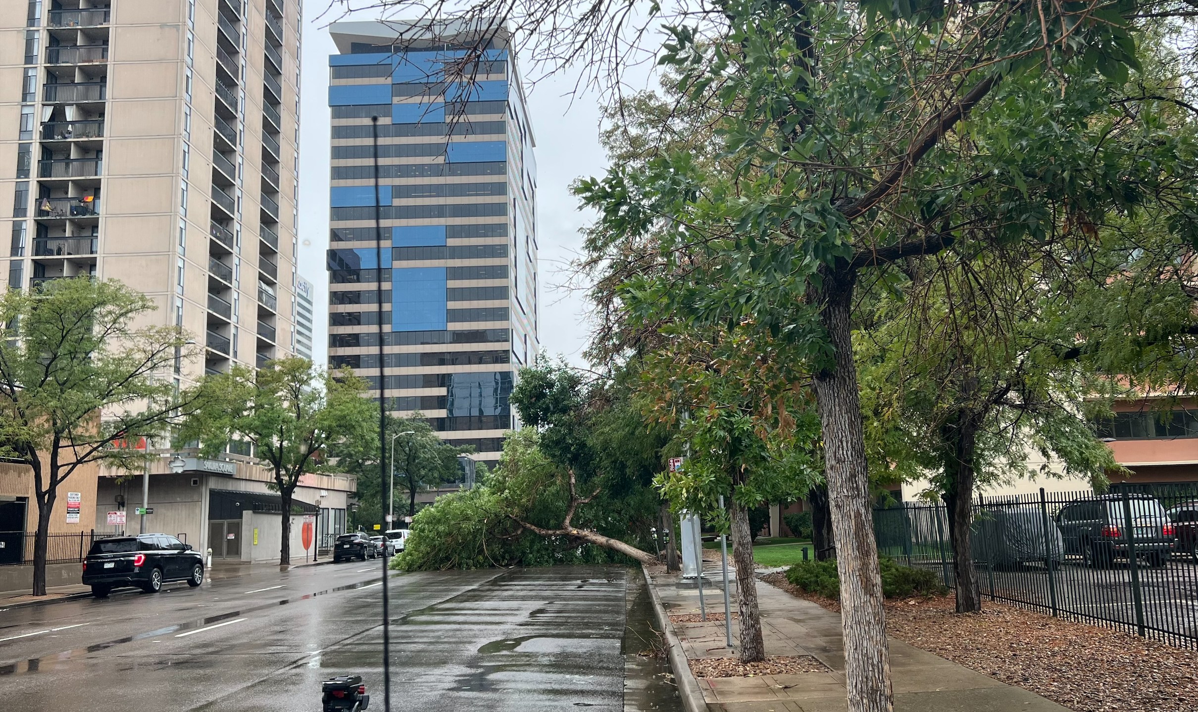 Downed tree in LoDo