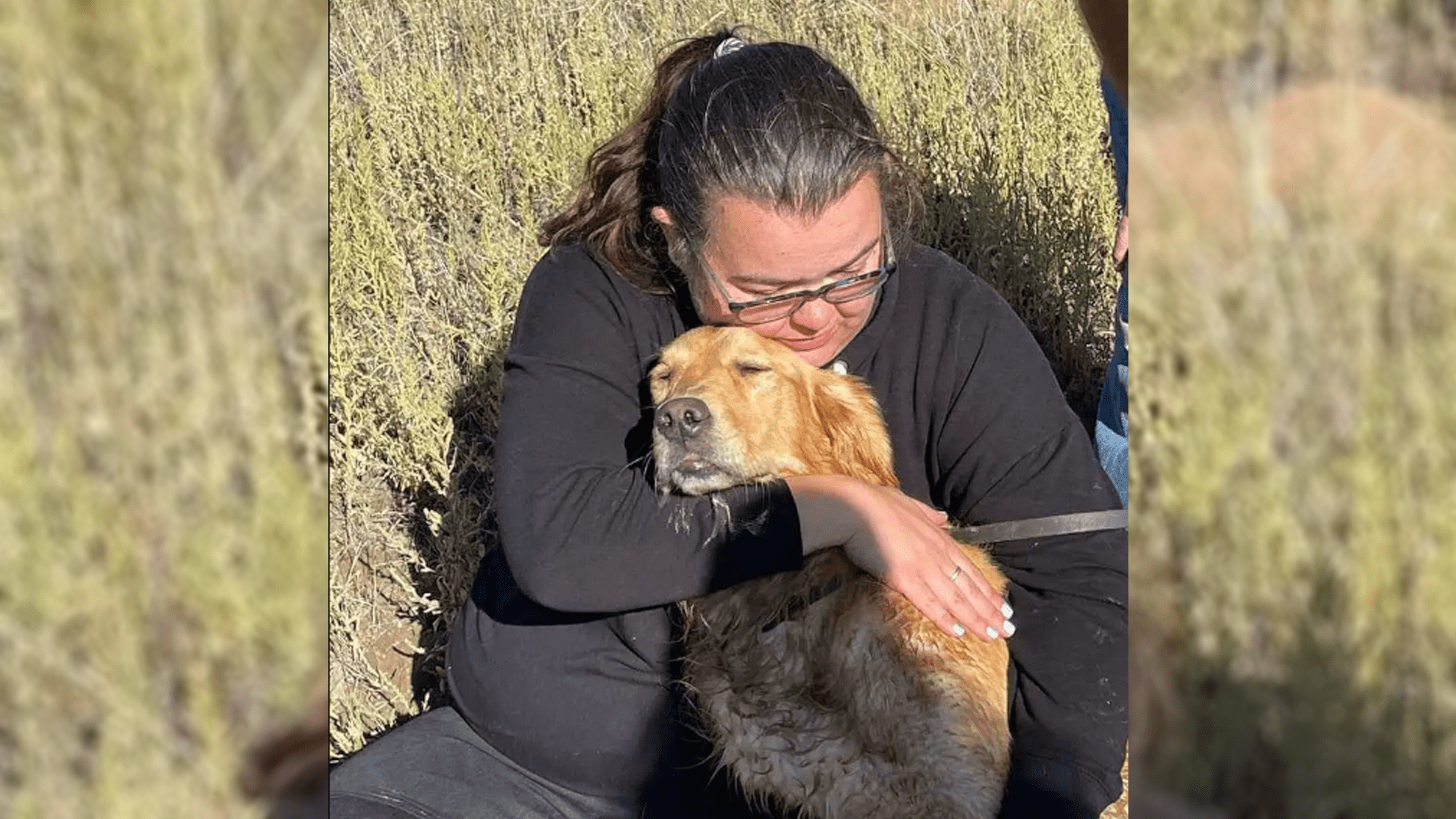 Missing golden retriever and her owner after the dog was found