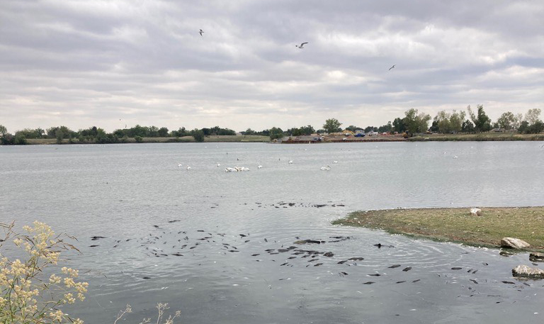 Fish die-off Mann-Nyholt Lake