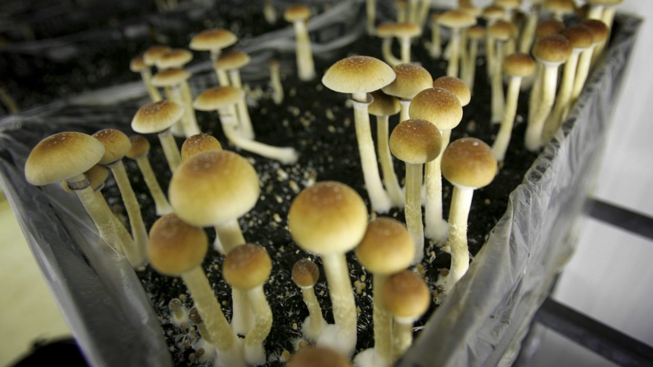 In this Aug. 3, 2007, file photo, psilocybin mushrooms are seen in a grow room at the Procare farm in Hazerswoude, central Netherlands.