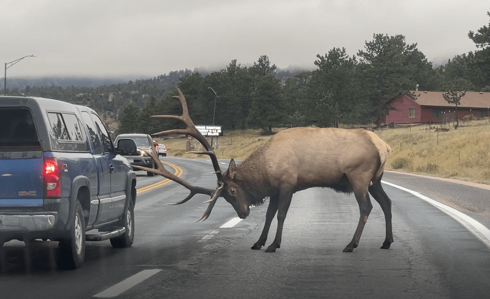 Elk charges toward truck on highway