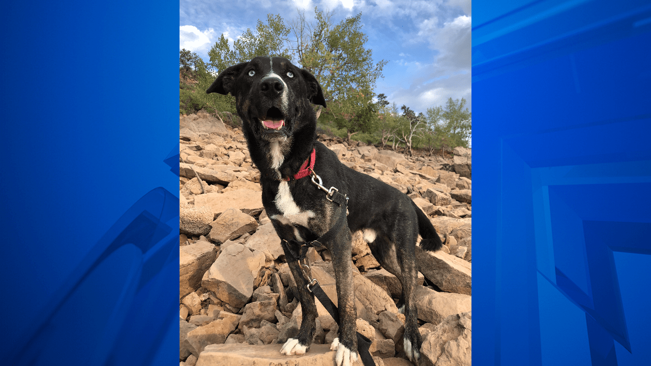 Dog waits for adoption in Northern Colorado