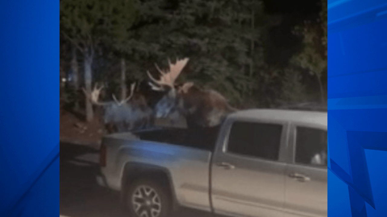 Bull moose battle