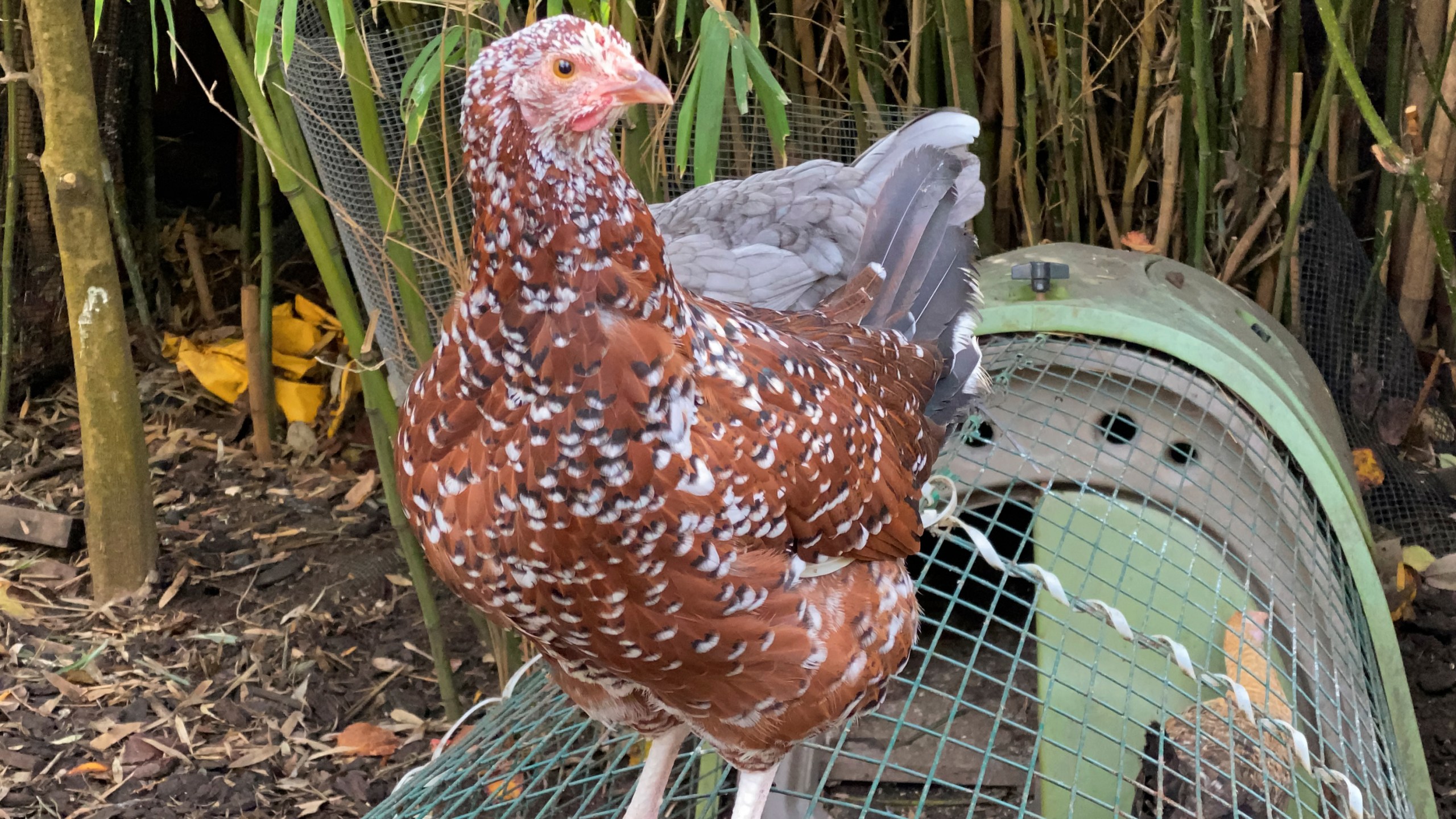 A heritage hen sits on a wire enclosure